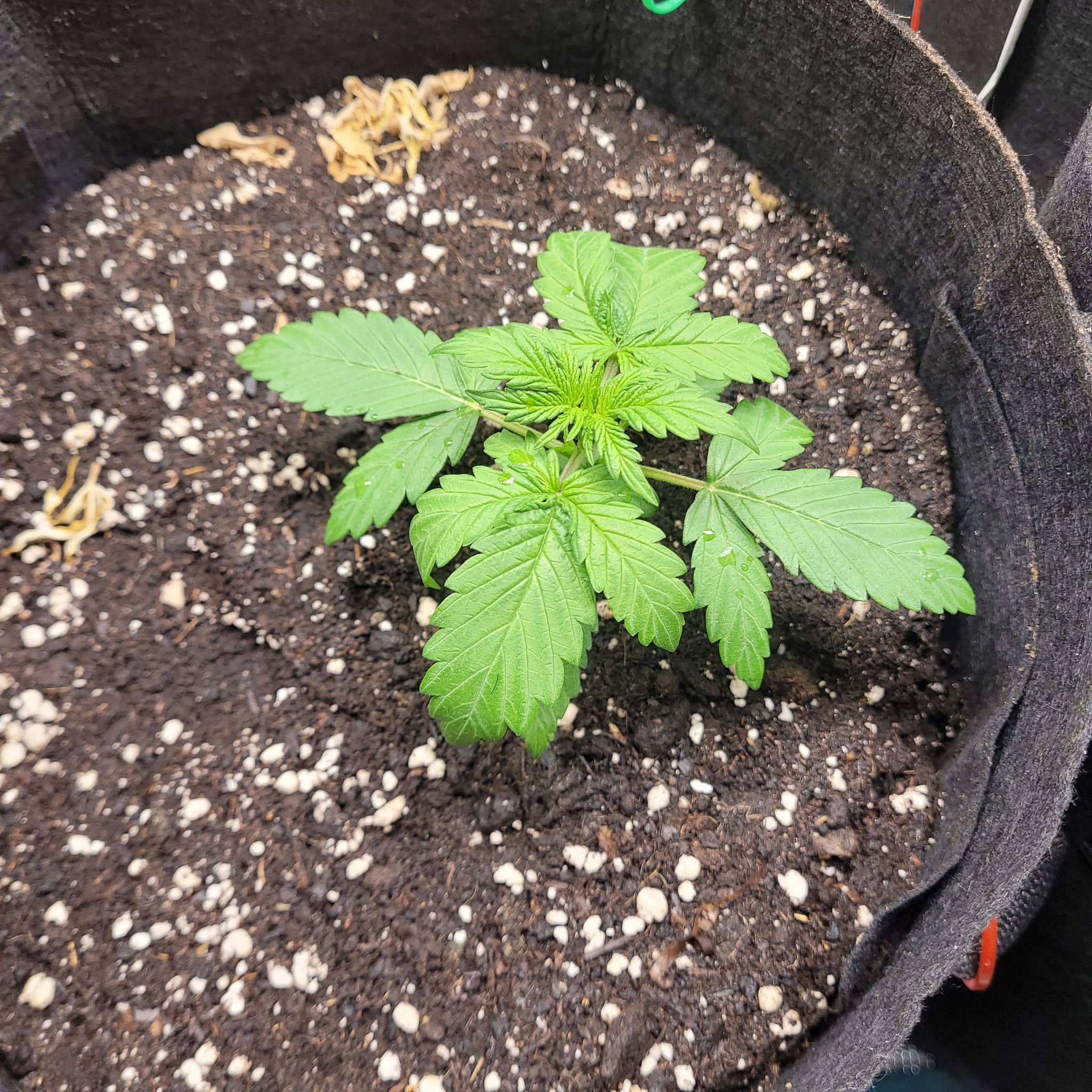 ZKittles OG Auto
