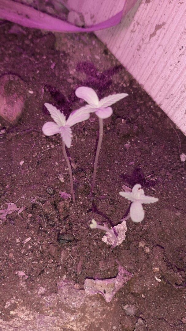 cultivando-o-pren
