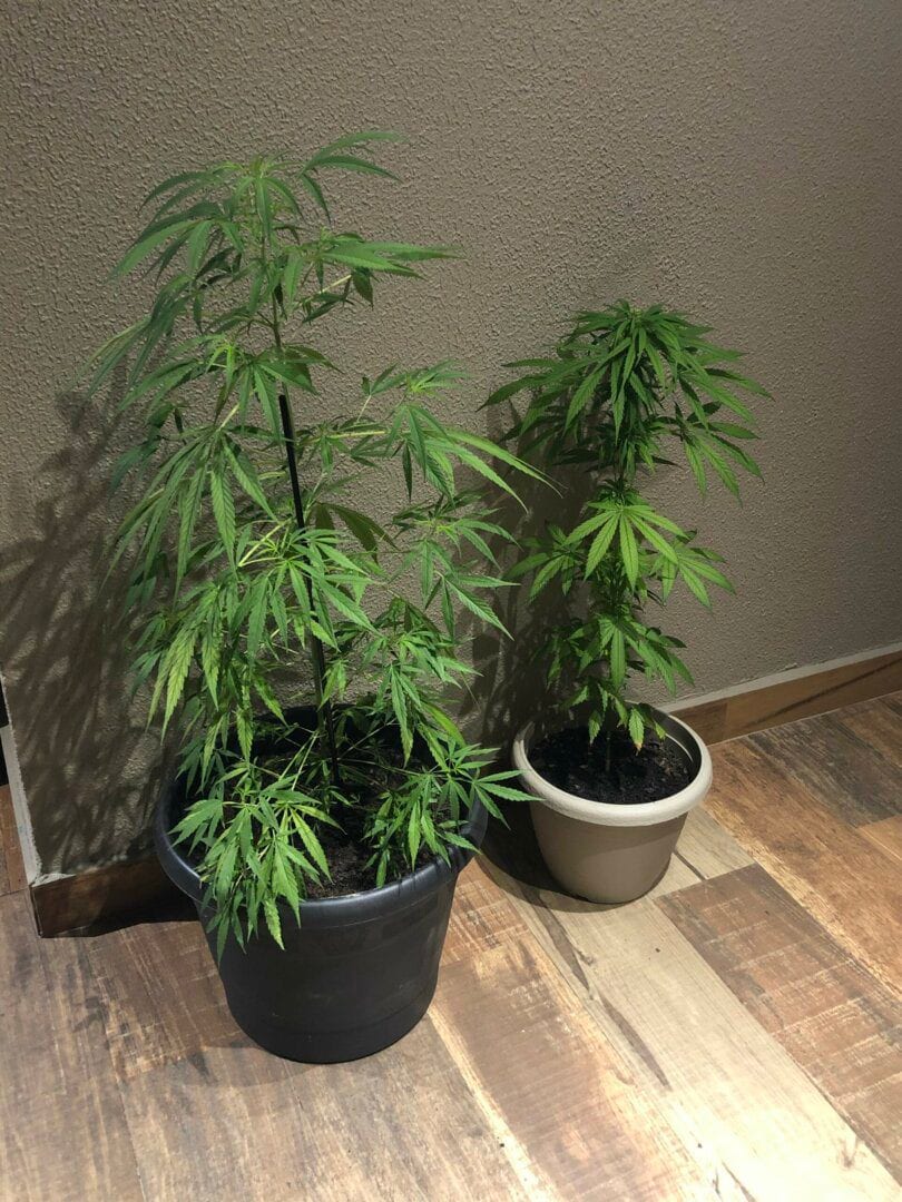 dirio-de-cultivo-outdoor