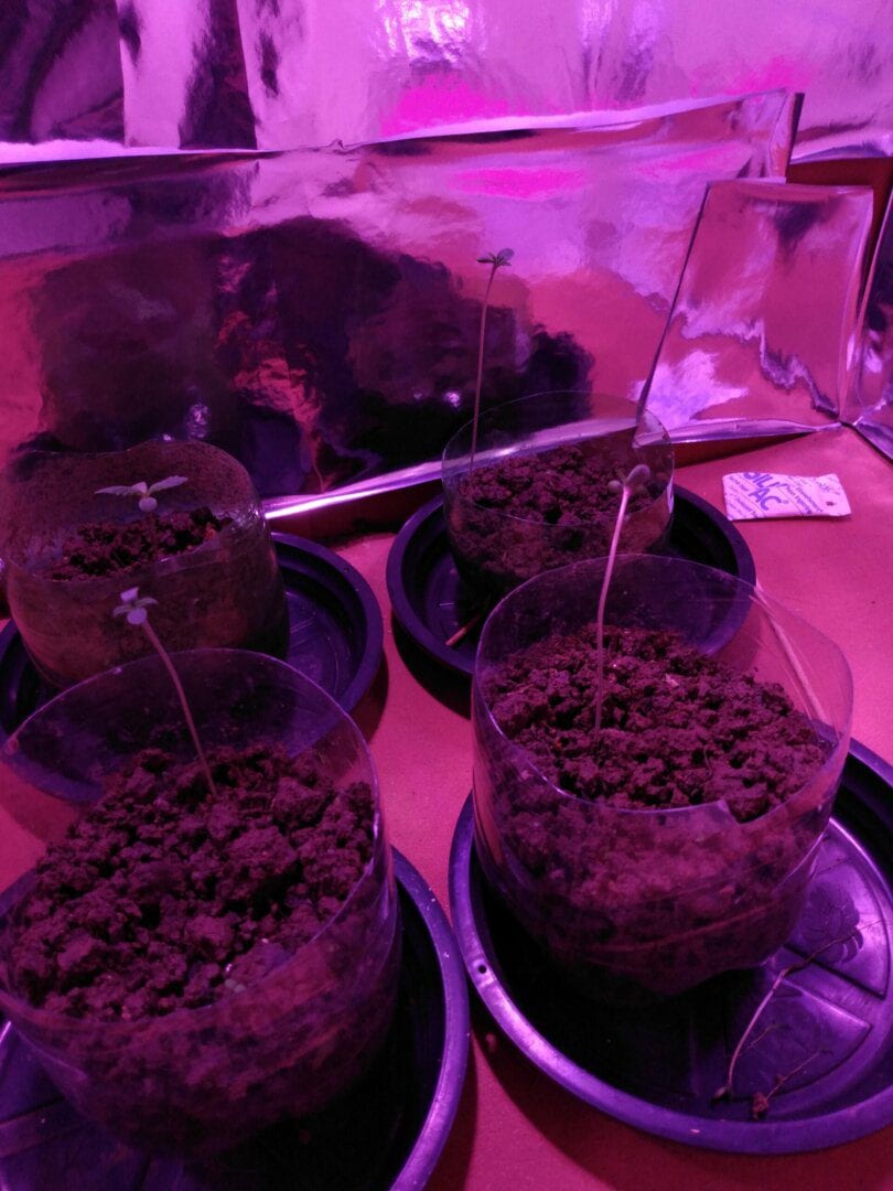 primeiro-cultivo-prenseed
