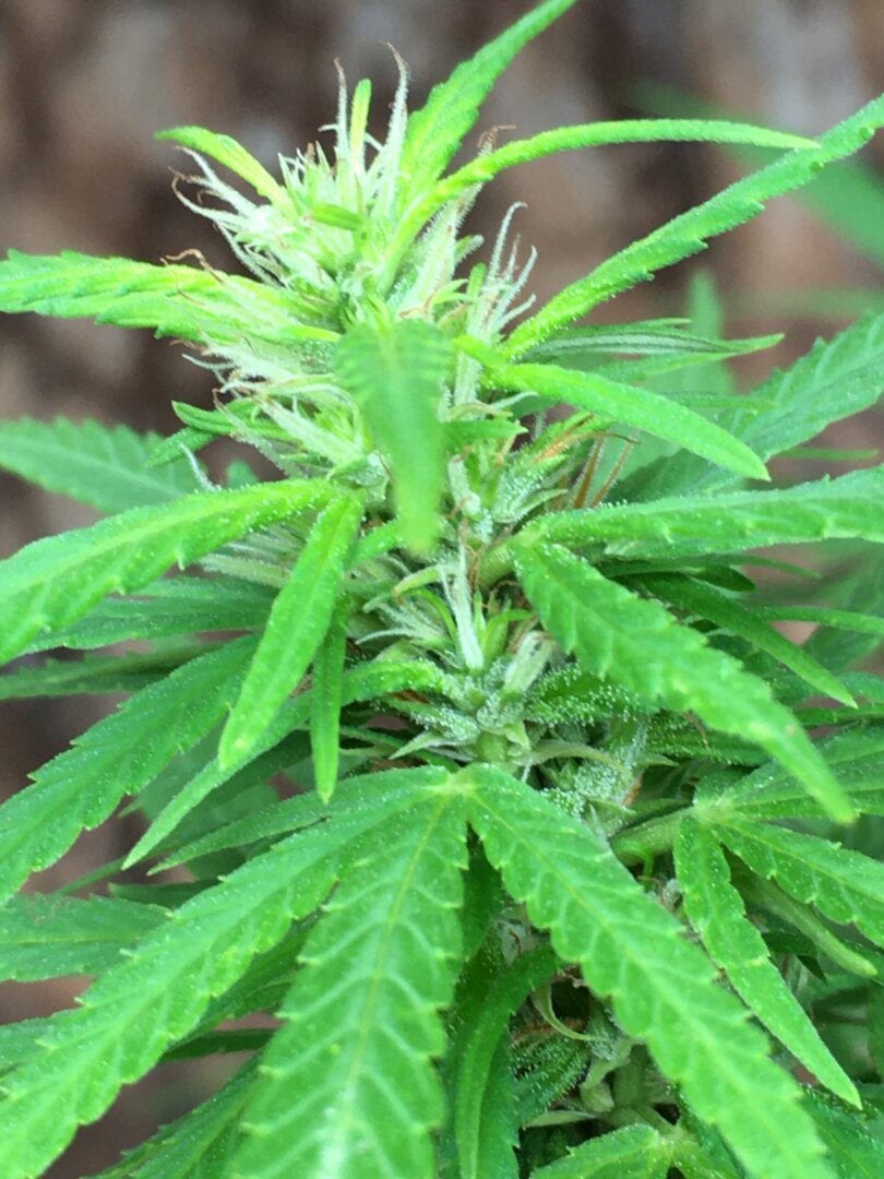 floris-sativa