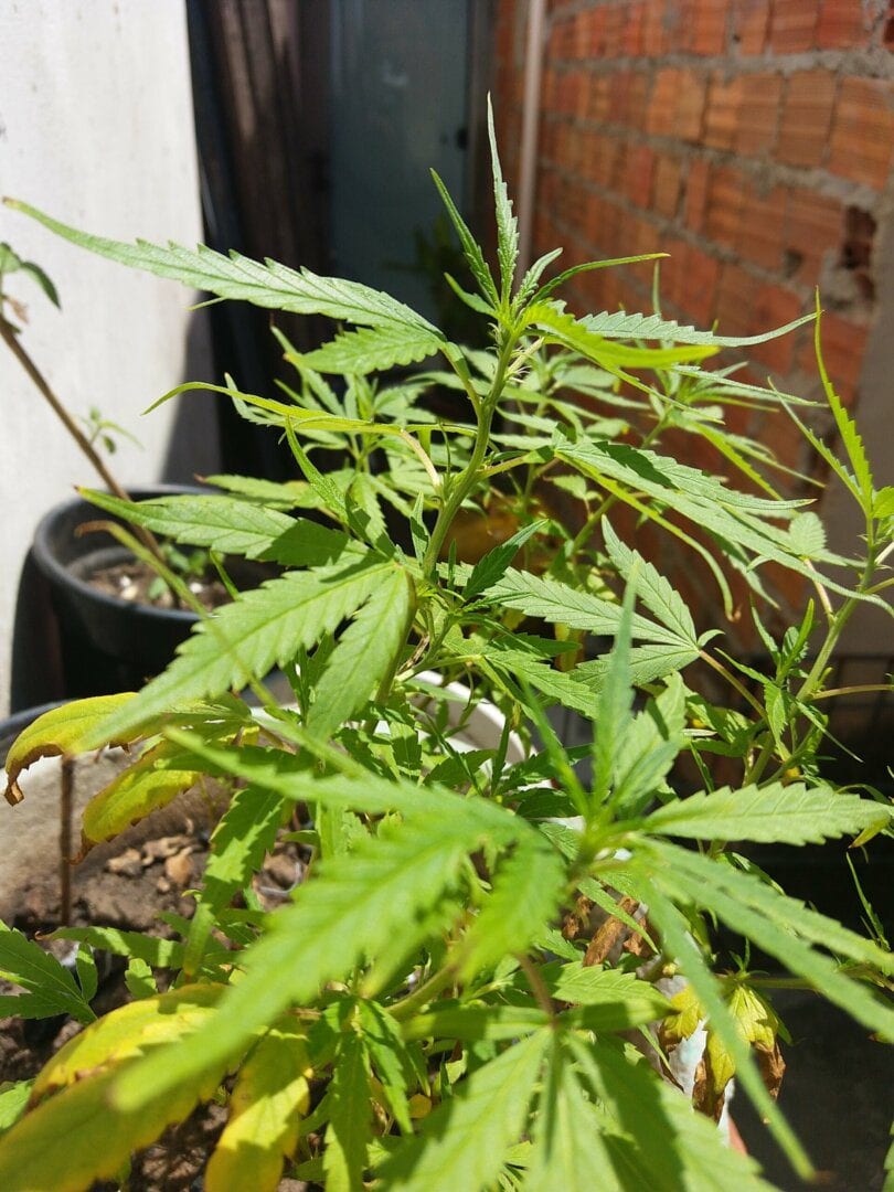 meu-primeiro-cultivo-outdoor-100-natural