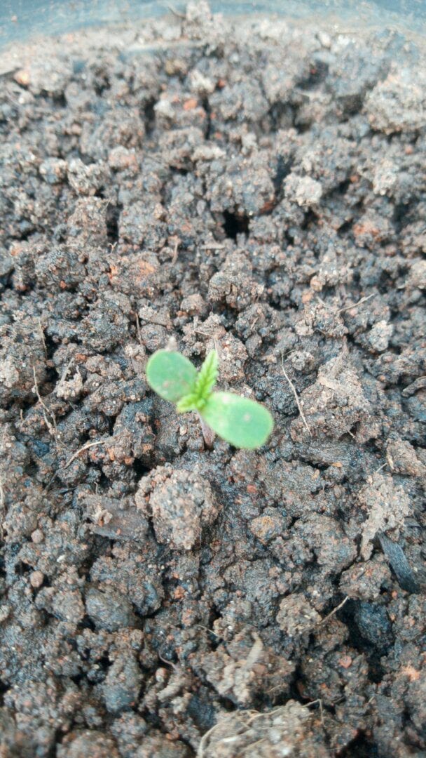 primeira-plant