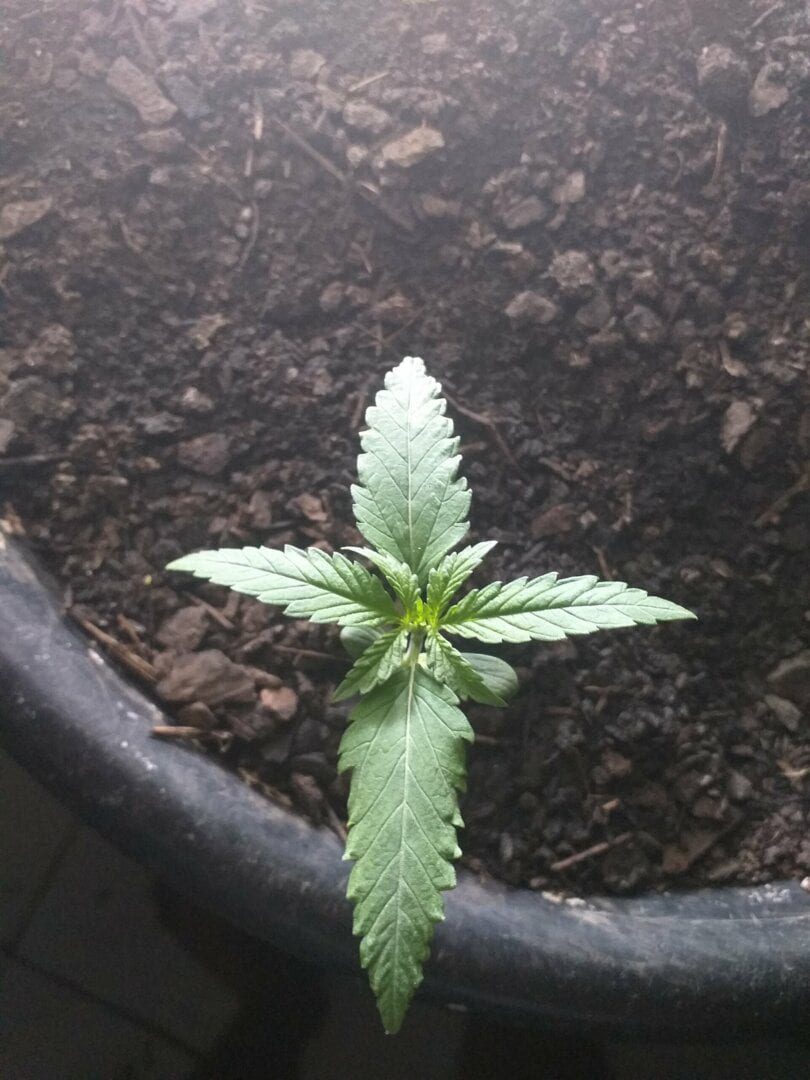 primeiro-cultivo