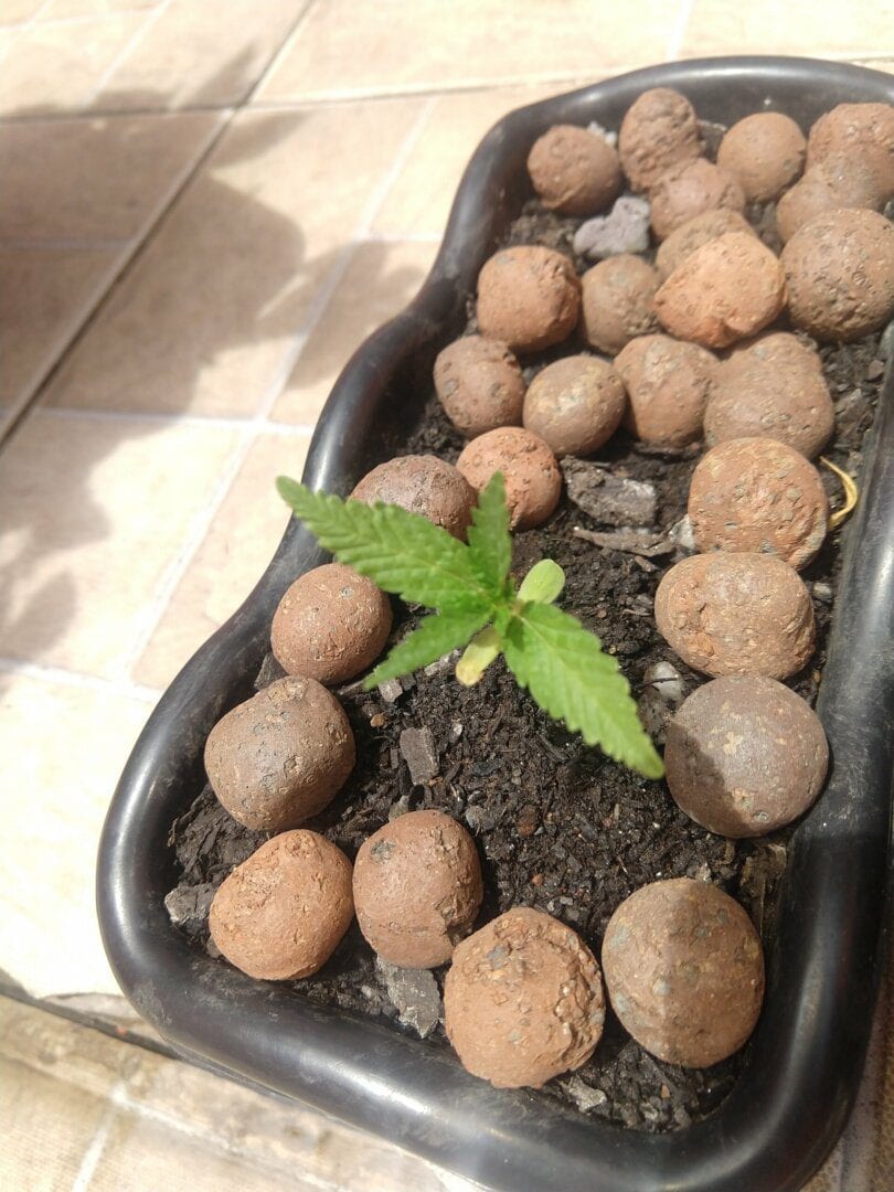 prensado-da-gold