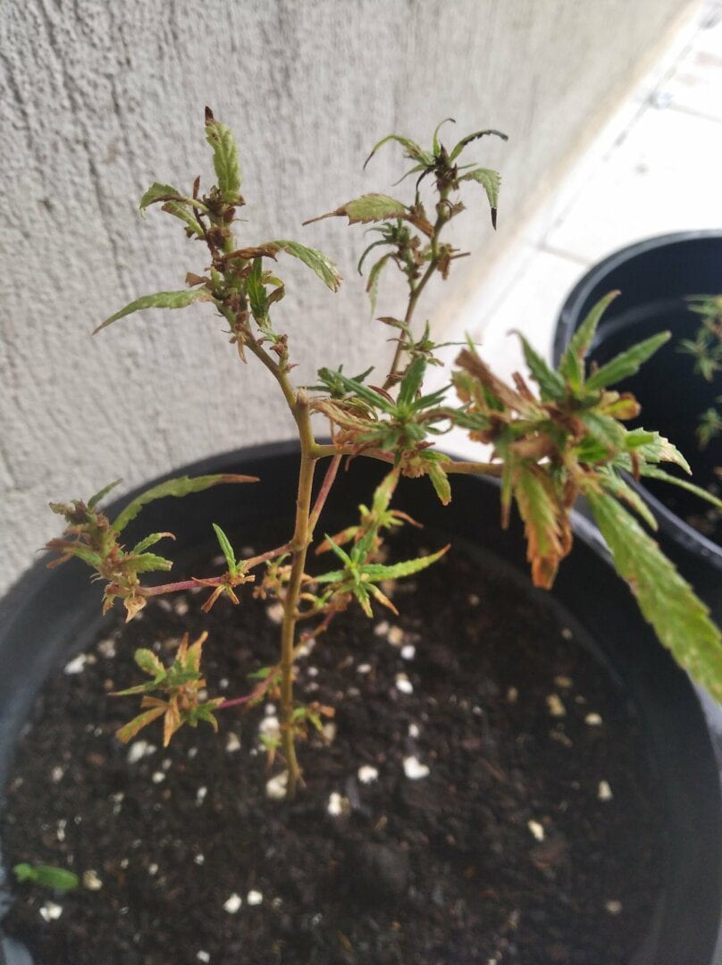 primeiro-cultivo-prensado-outdoor