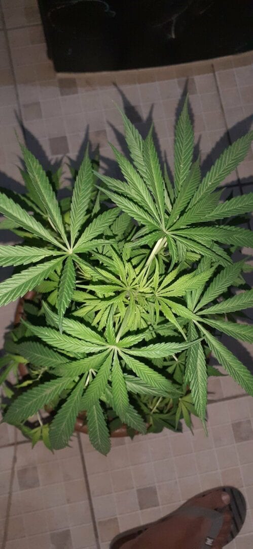 colombian-gold