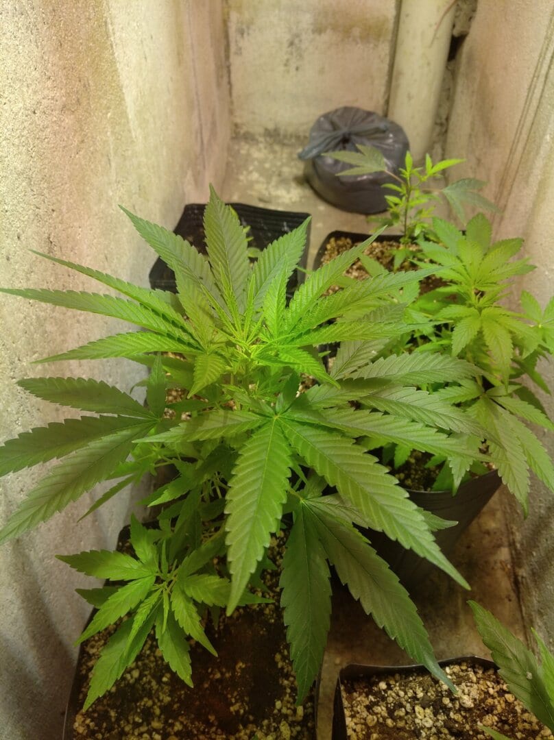 colmbia-gold-soulmango-amnsia-auto