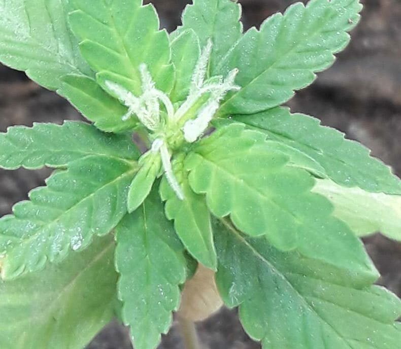 cultivo-indoor-amnsia-auto-fem