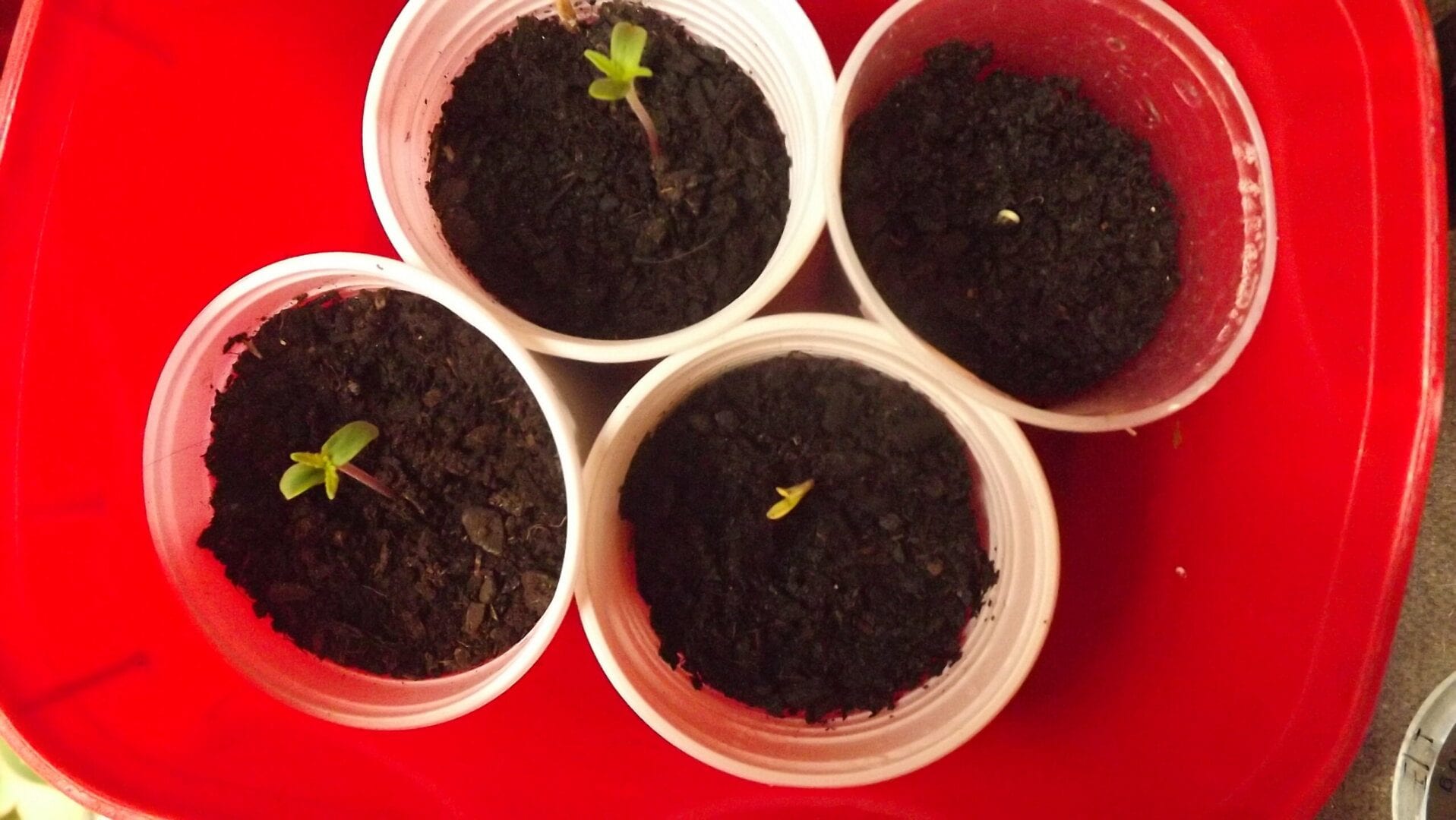 prenseeds-e-seedsneids