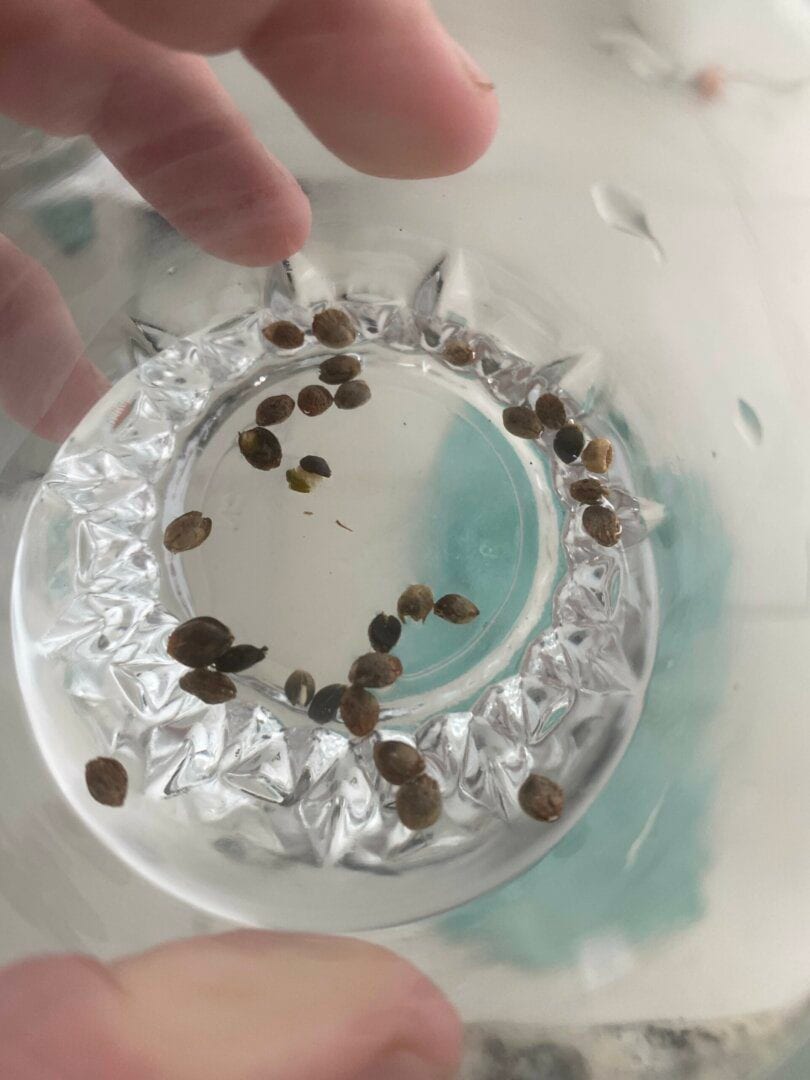 1-cultivo-prenseeds