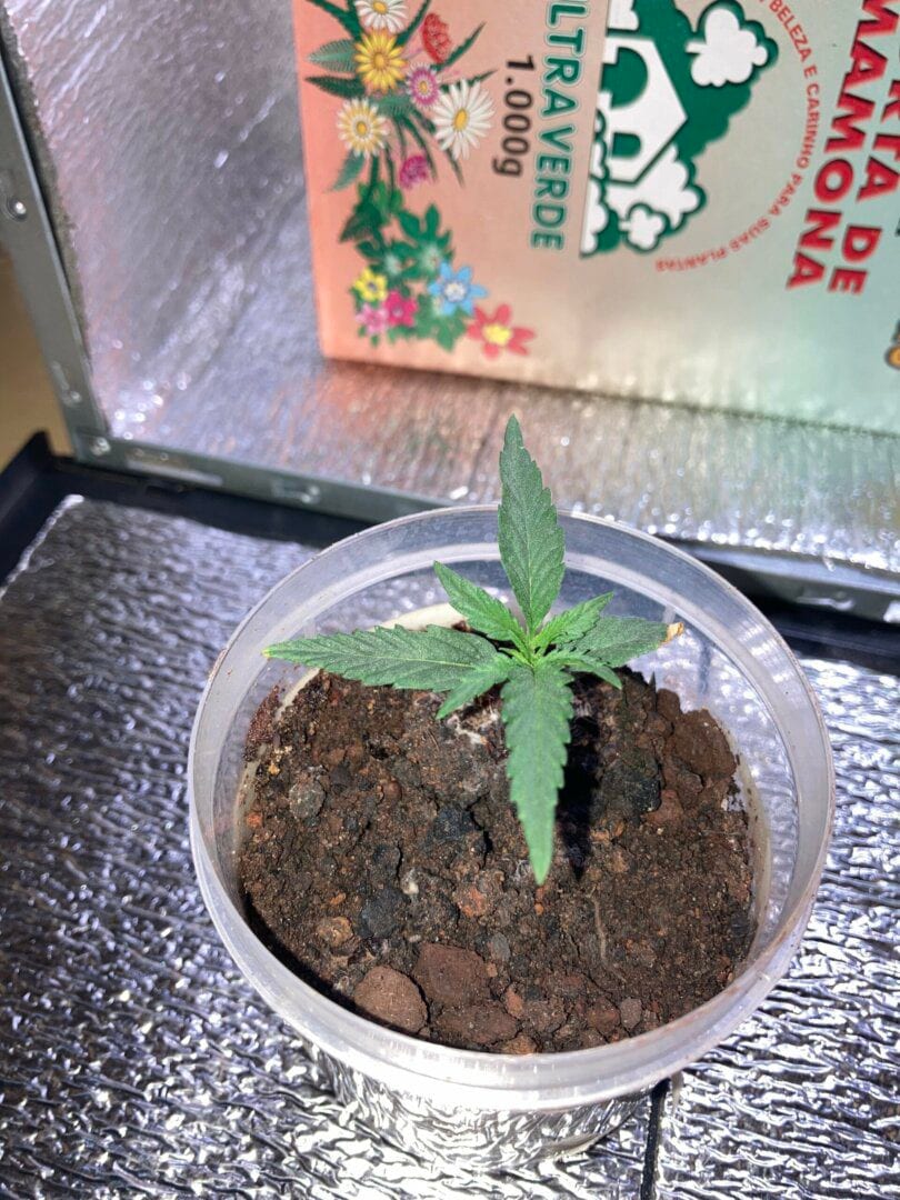 pc-grow