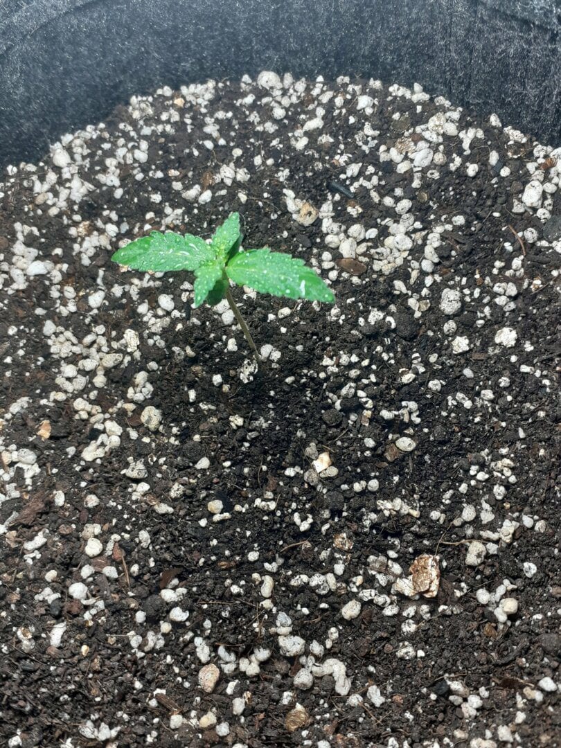 primeiro-cultivo-grow