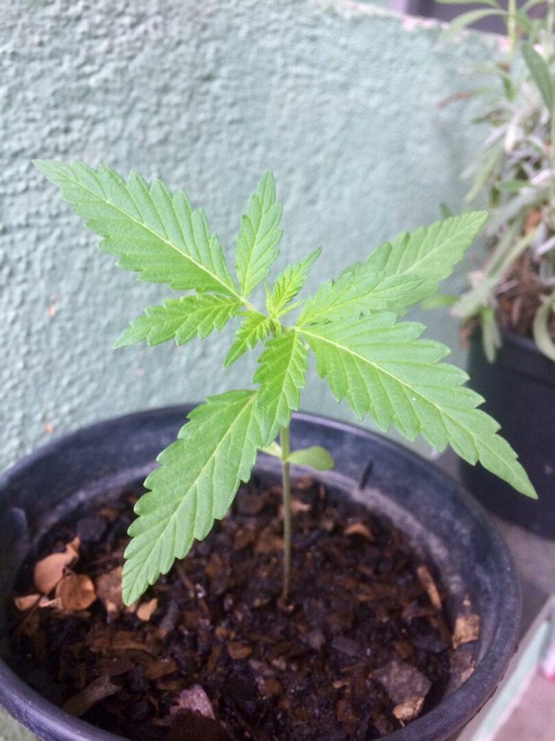 ticaracatica