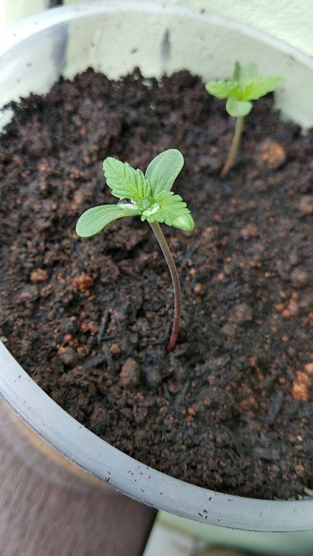 prenseed-minha-primeira-planta