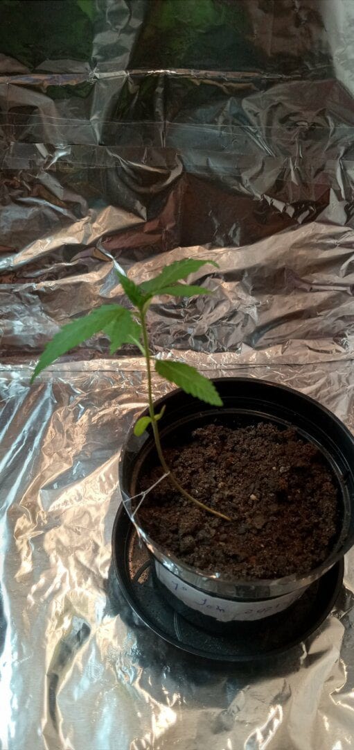 first-plant