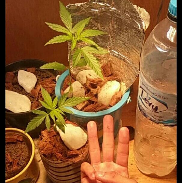 prenseeds