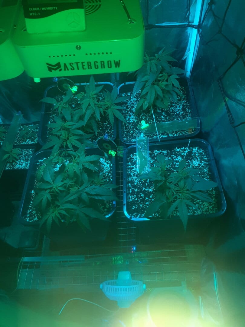 grow1