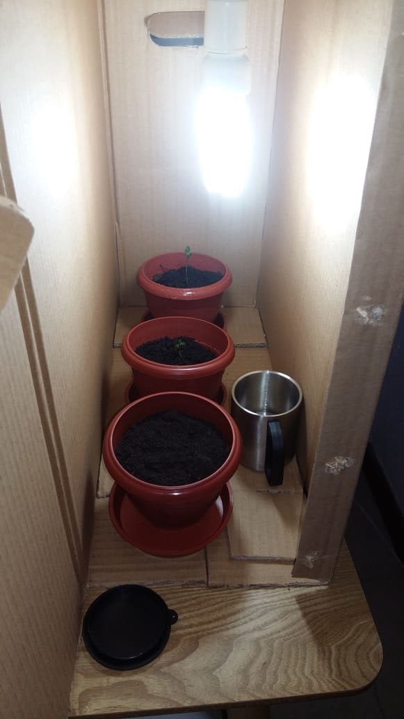 grow-de-papelo