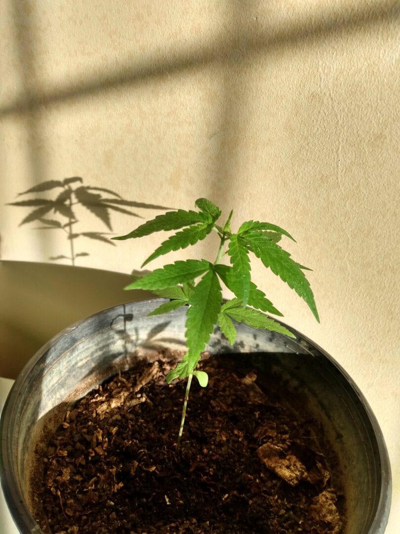 bahiannabis-natura