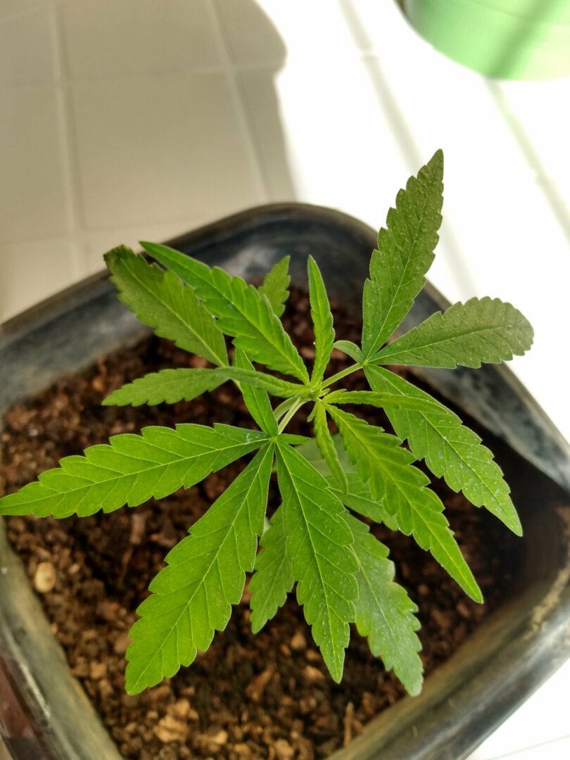 bahiannabis-prensado