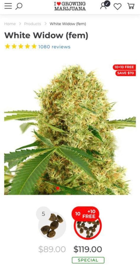 white-widow-fem-auto