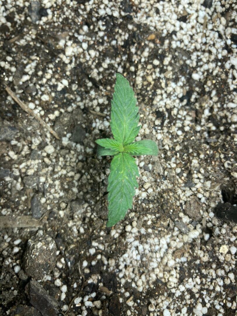 pineapple-express-auto