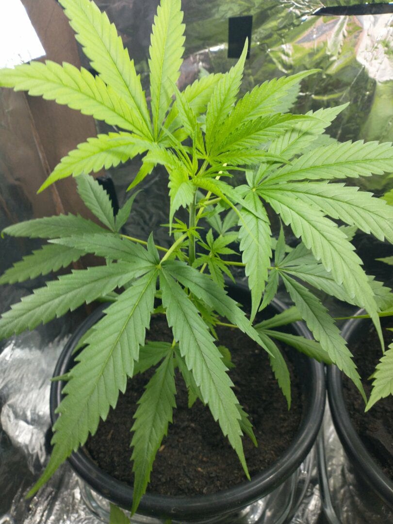 prenseeds-primeira-experincia