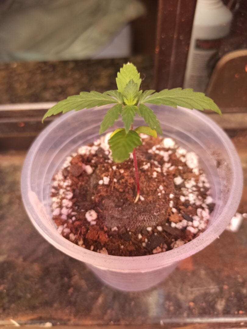 cultivo-indoor-double-cookies-automtica