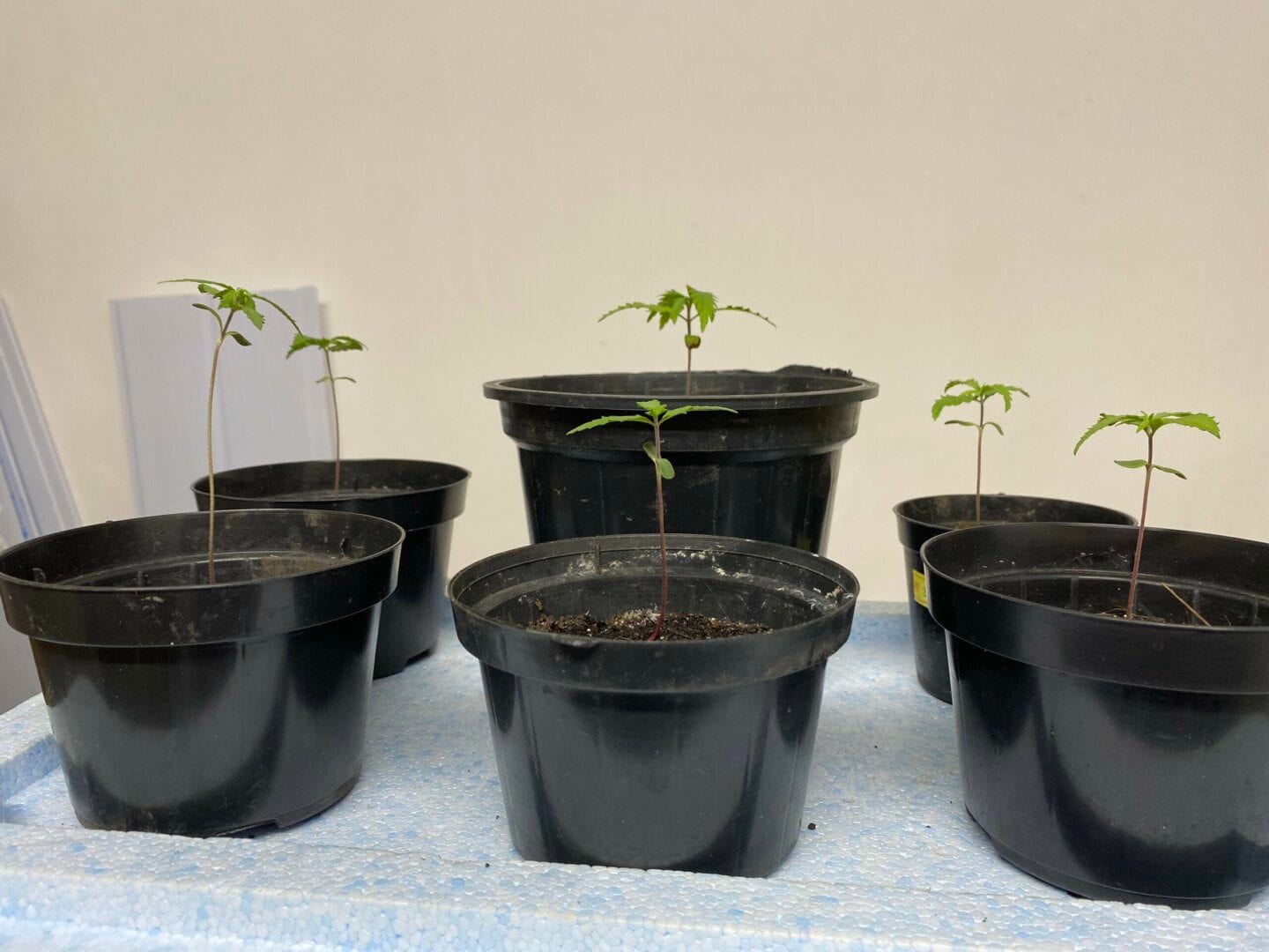 cultivo-indoor-colombinha