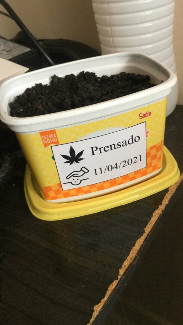 primeiro-cultivo
