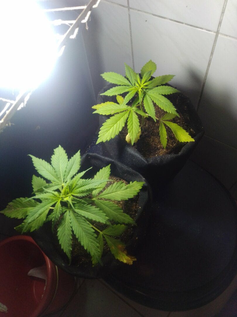 cultivo-em-vaso-de-feltro-outdoor-complemento-indoor
