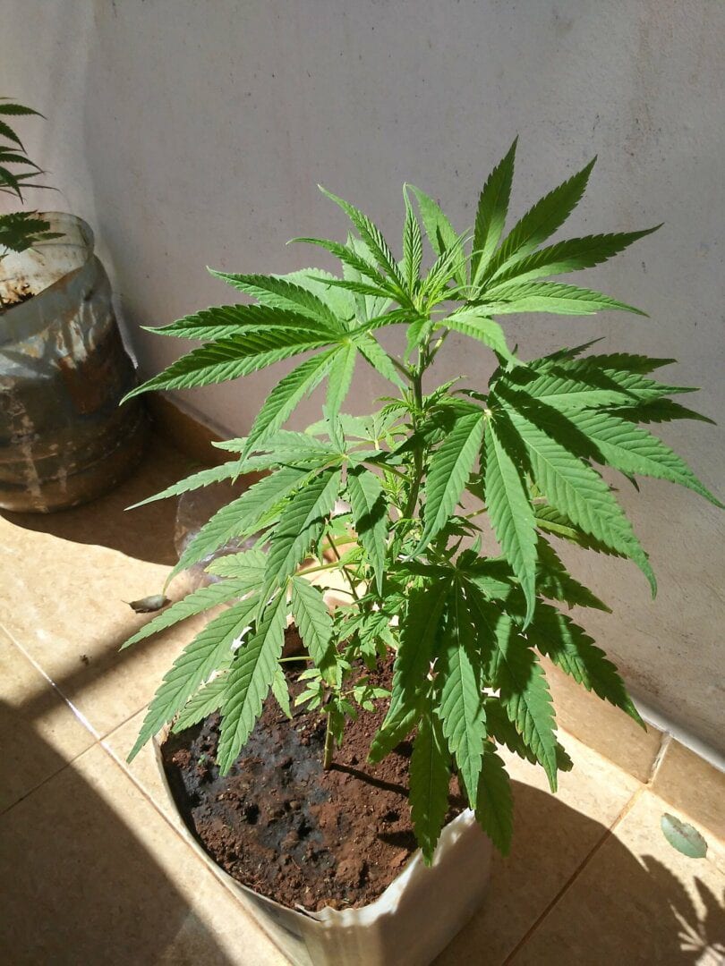 primeiro-cultivo