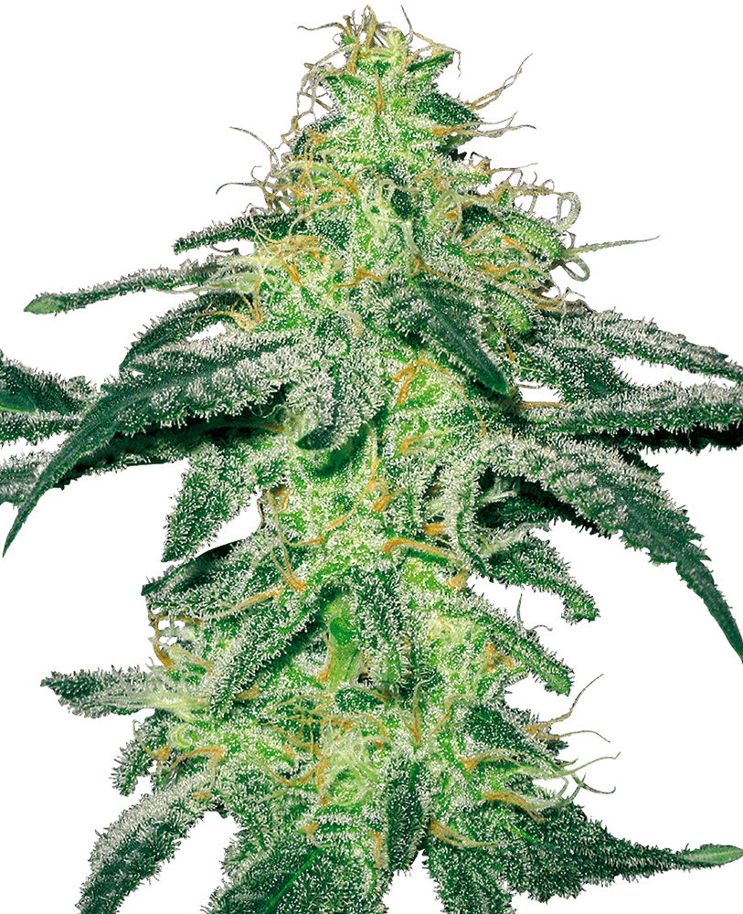 white-skunk-feminizada