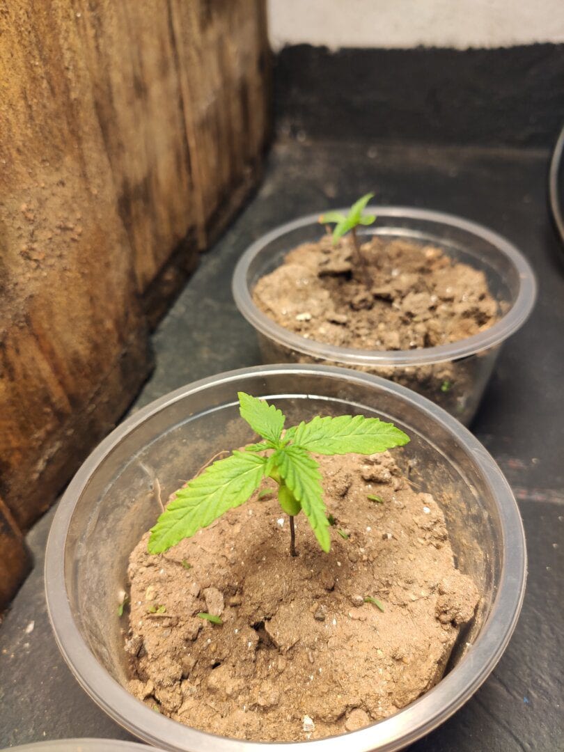 1-vez-skunk-colombiana