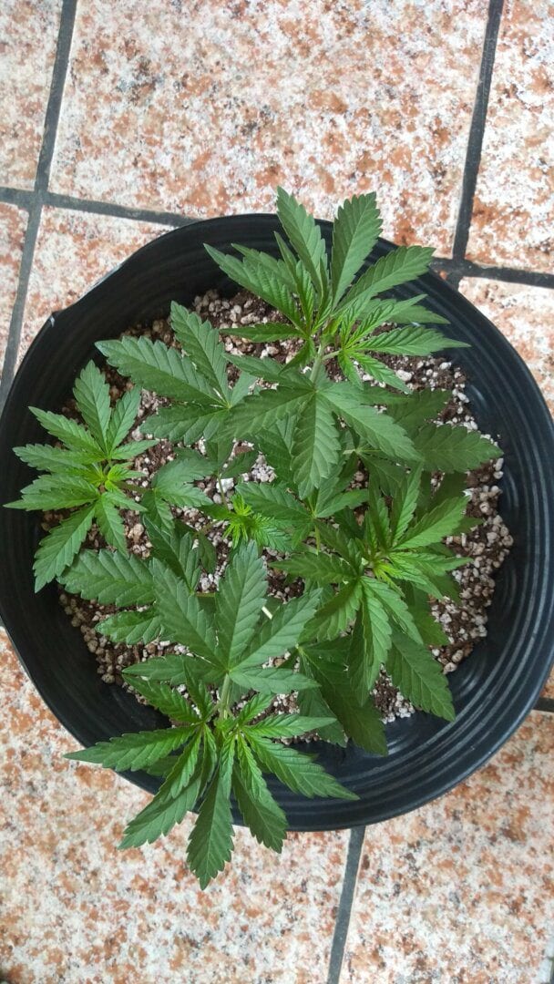 primeiro-cultivo