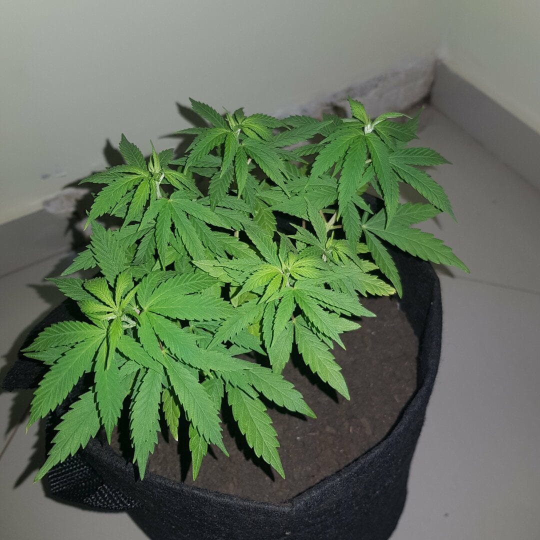 prenseed