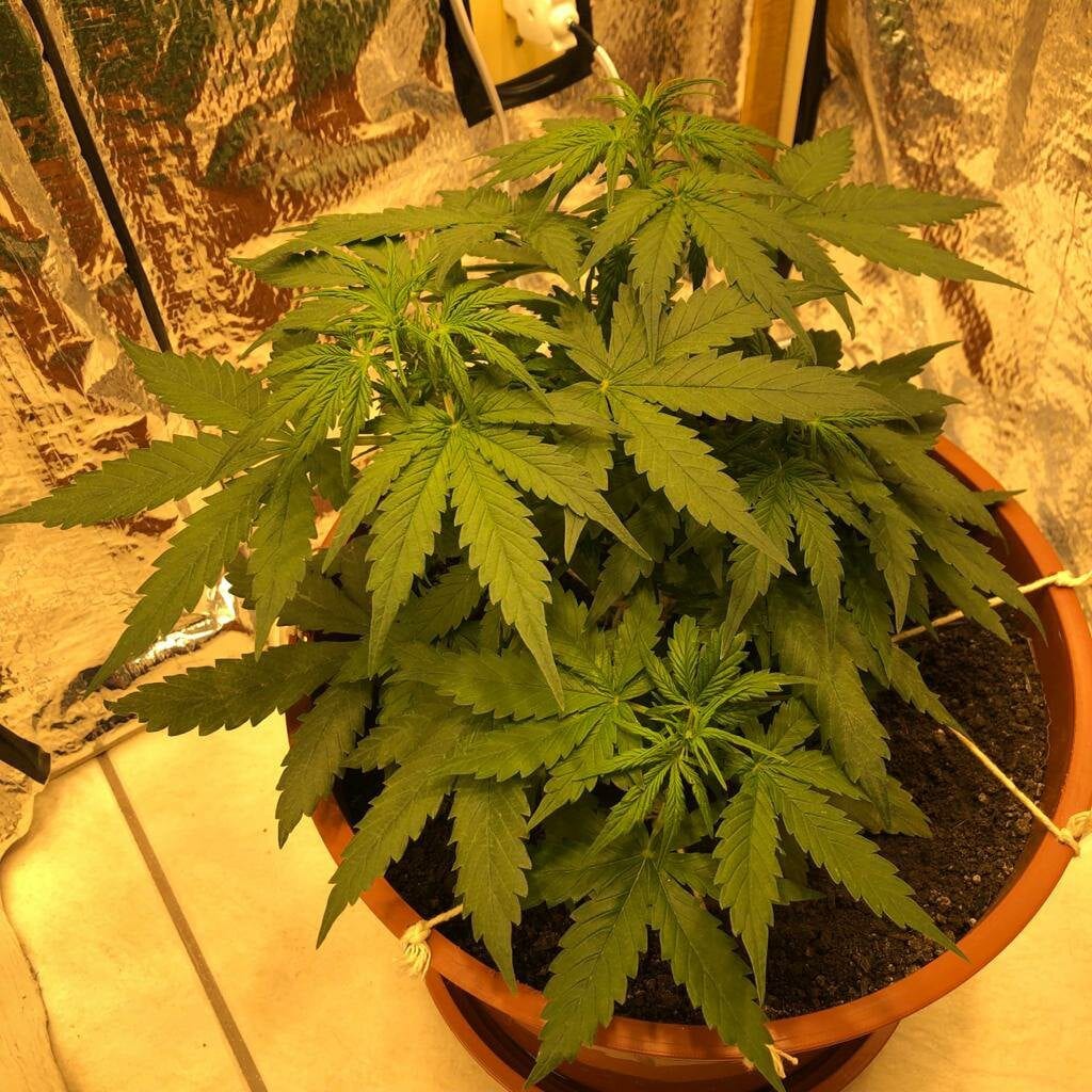 amnesia-amazon-haze-r-kiem-seeds