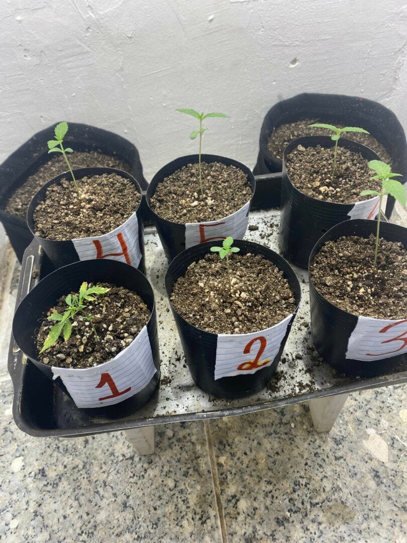cultivo-1-prenseeds