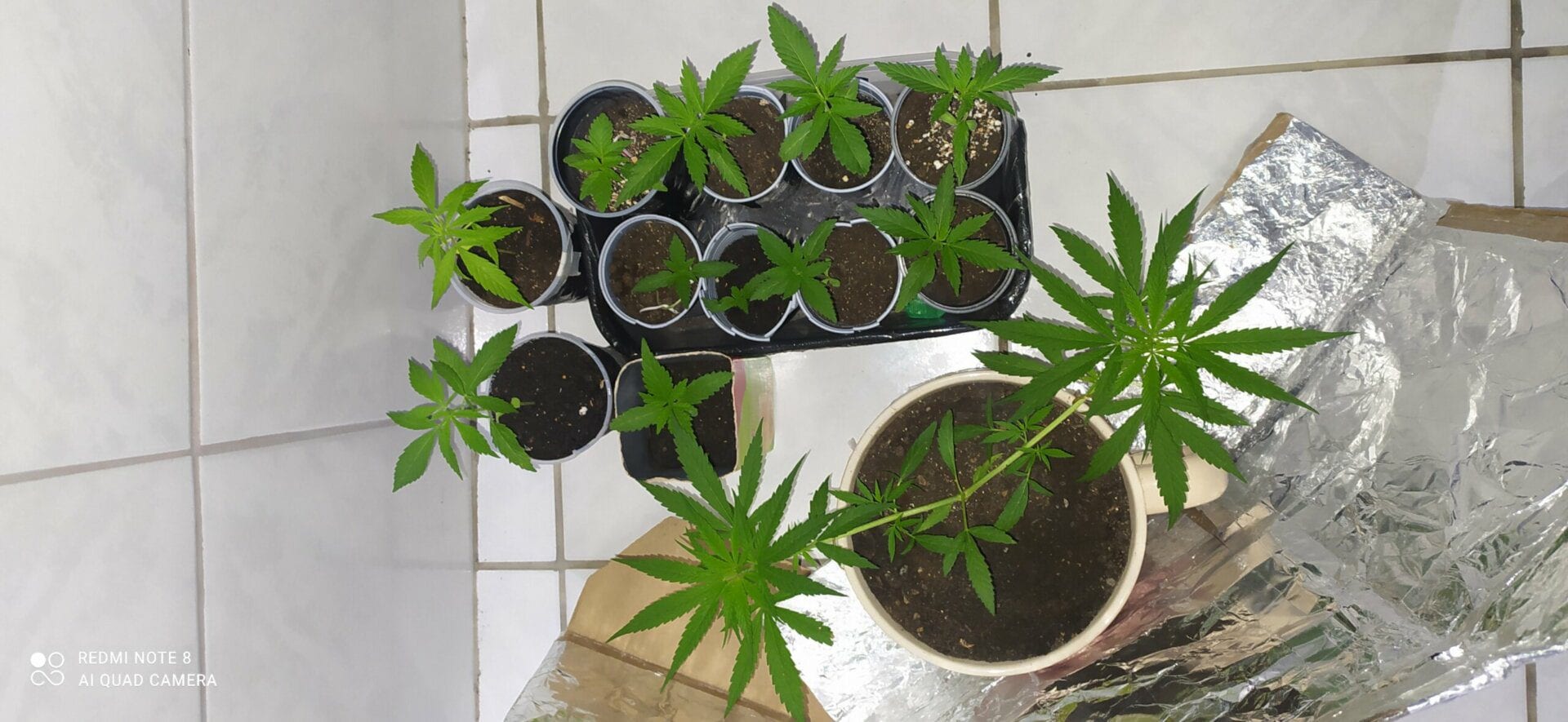 primeiro-cultivo