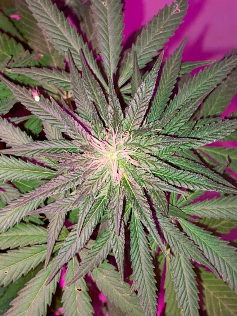 1-green-tiger