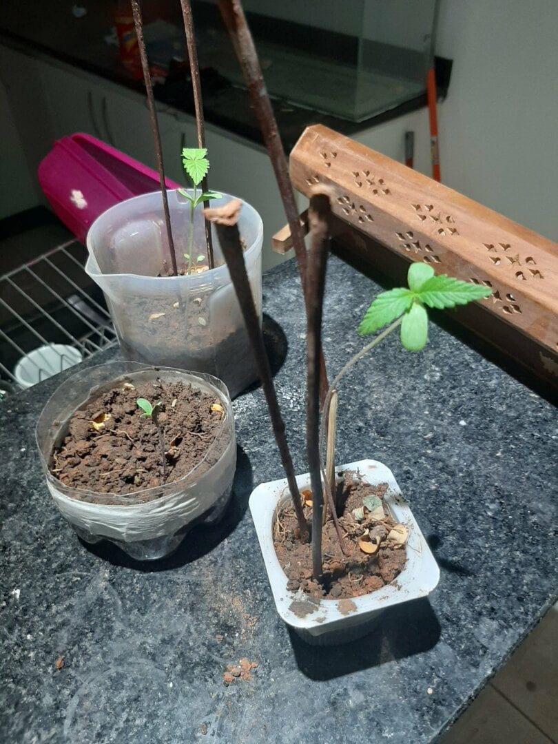 minha-iniciao