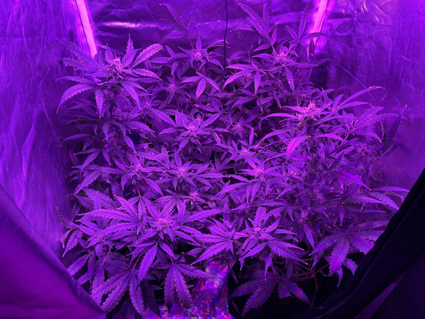 amnesia-amazon-haze-r-kien