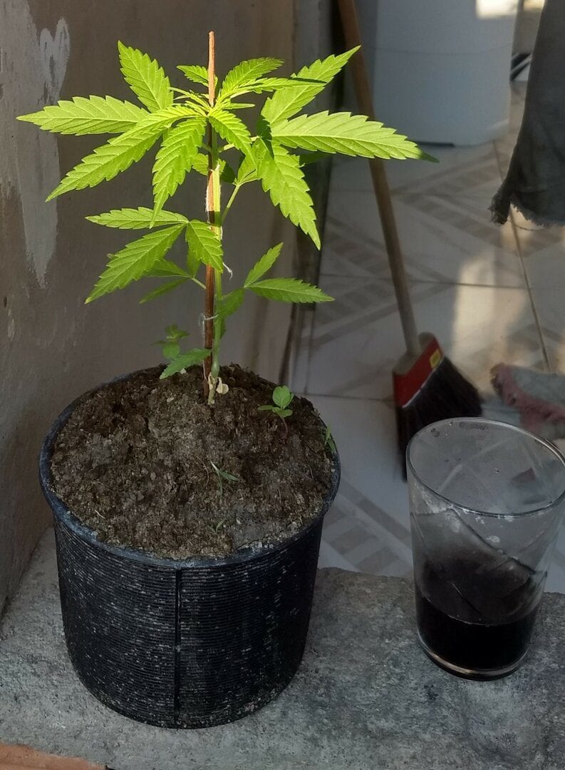 cultivo-do-bob