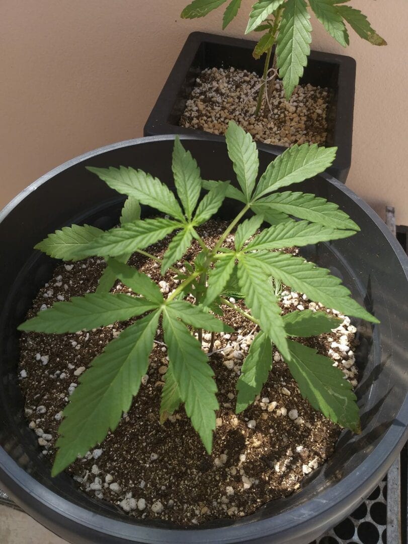 1-cultivo-outdoor