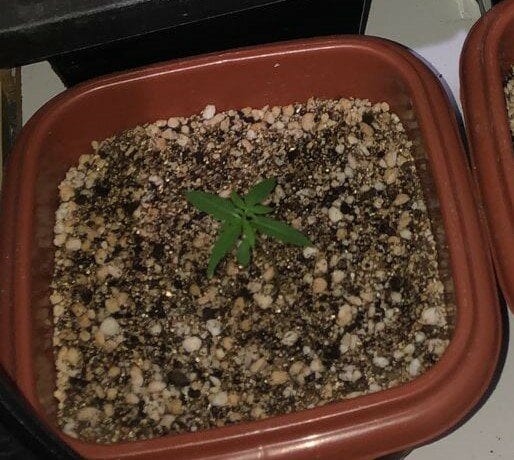 1-cultivo-indoor