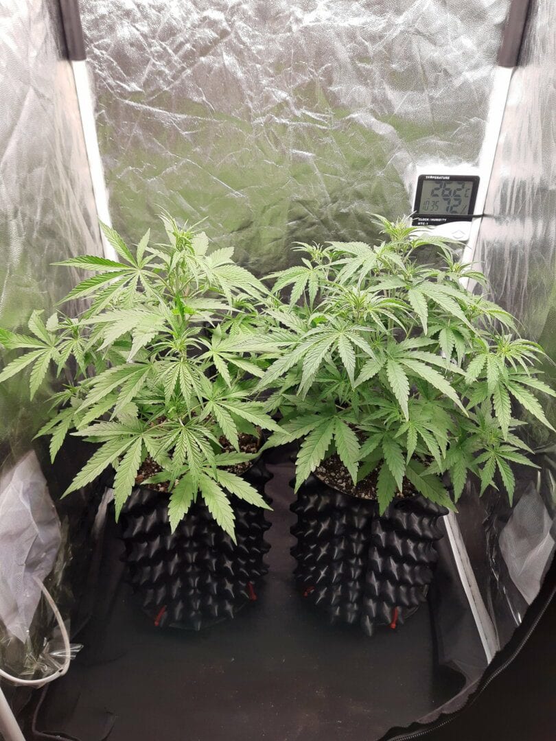 autoflowers-white-widow-green-crack