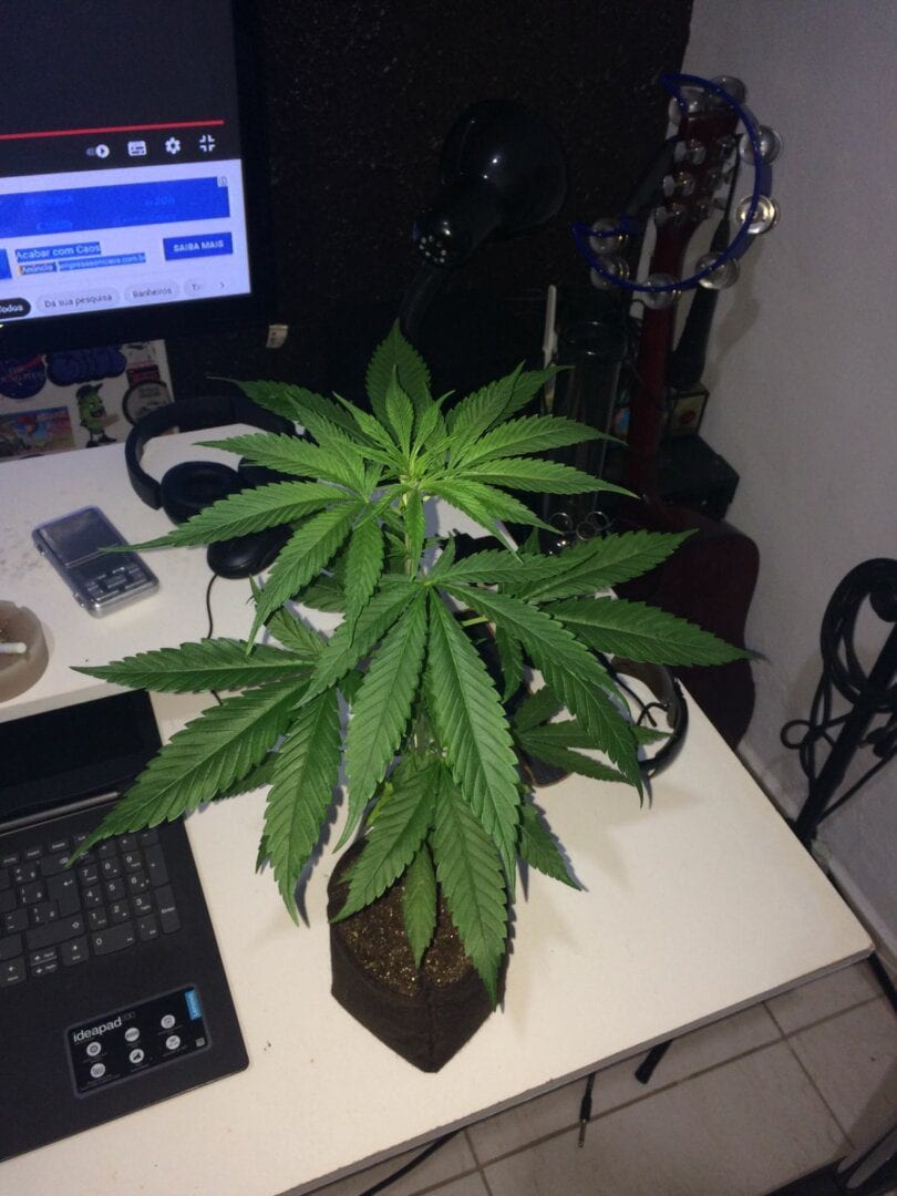 prenseeds-01