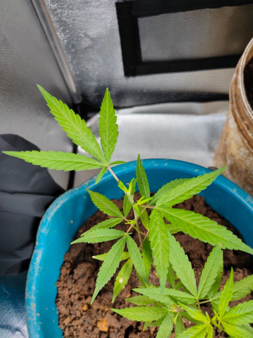 primeiro-cultivo