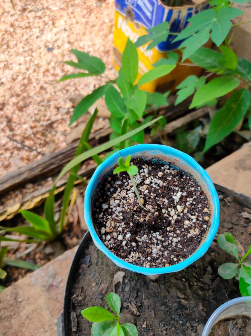tentando-cultivar-a-primeira-planta